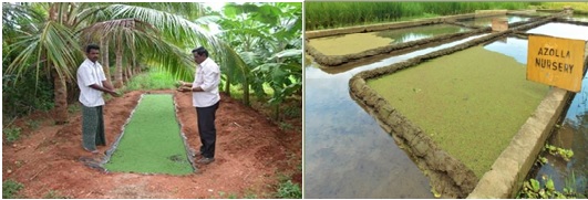 Azolla Method of Cultivation